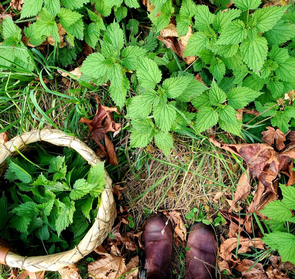 Nettle Soap