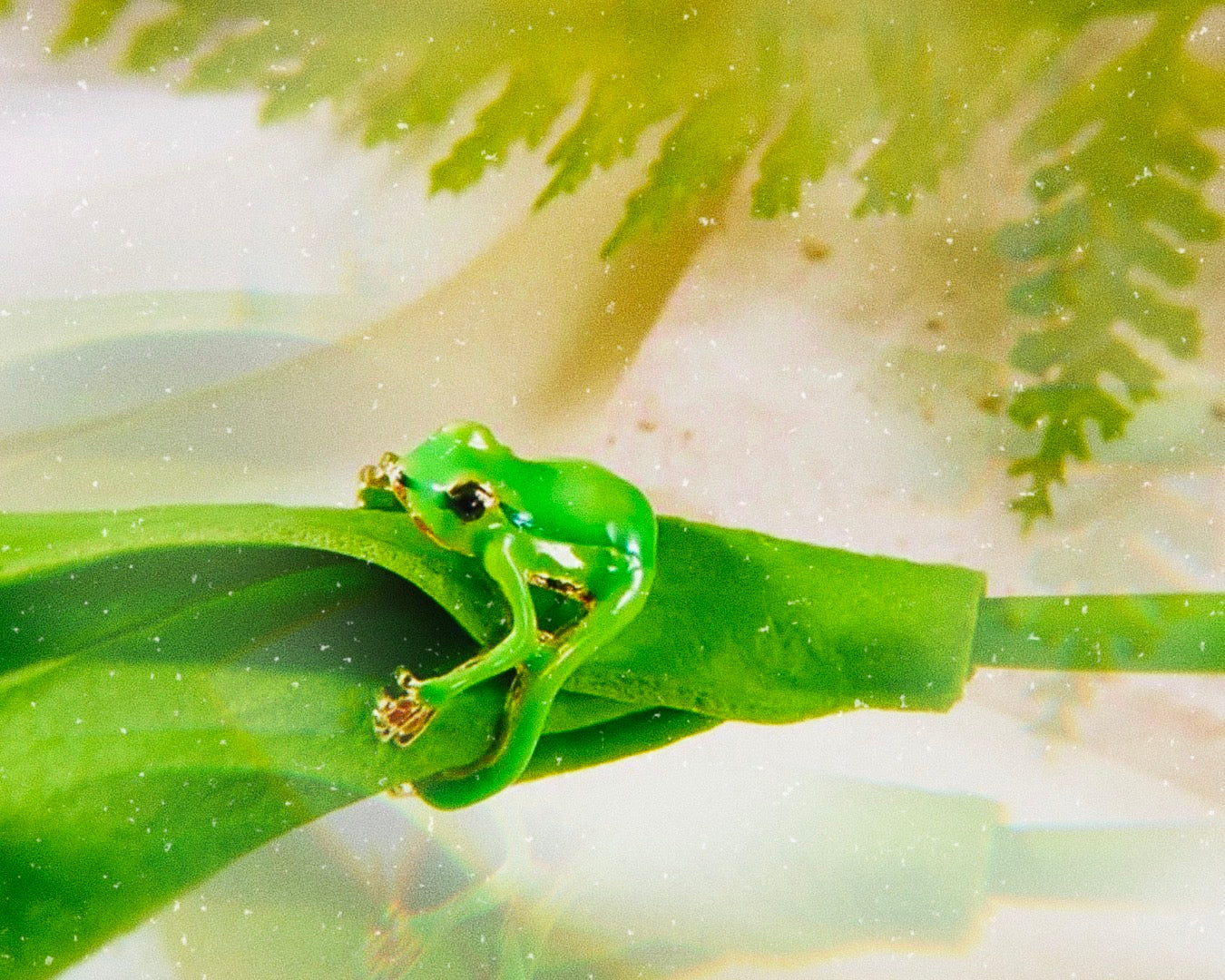 FROG RING